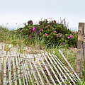 Cape Cod Beach Roses